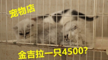 实拍宠物店：60天大的金吉拉小猫要价4500！大家看值这个价吗？