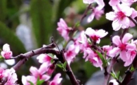 2015年春四川广元城区:桃花开
