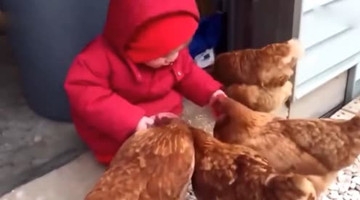 宝宝逗鸡，感觉气急败坏了！好粗暴啊！