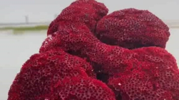 赶海实拍：这么漂亮的红珊瑚见过吗？价值不菲