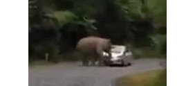 【拍客】实拍大象踩烂汽车不让经过