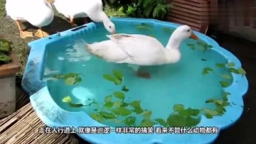 鹅每天坐公交车，太惊奇了，最厉害的是它们的保镖！