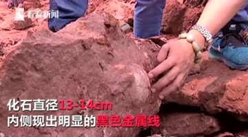 佛山首现5枚7000万年前恐龙蛋 直径约14厘米