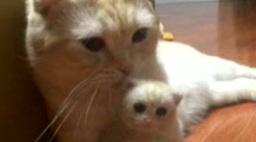 大猫掉毛有妙用 制成克隆版小猫