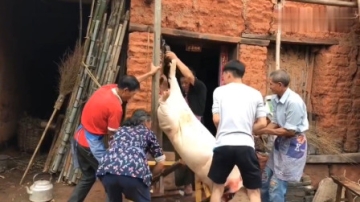 实拍农村杀猪全过程，家里的老少爷们齐上阵，这土猪肉也太香了吧