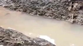 后山小水沟里有很多跳跳鱼，有经验的渔民拿着箱子去捡！