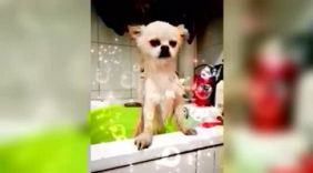 小萌宝洗澡澡，可爱的宠物萌宠