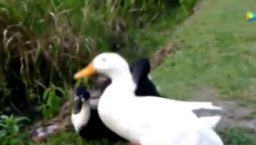 鸭子打架，好搞笑！