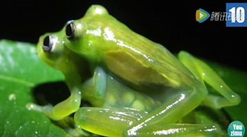 10大令人惊奇的透明生物