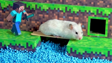 仓鼠的智商有多高？牛人打造我的世界迷宫测试，简直太神奇了！