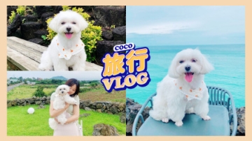 和coco的旅行vlog！coco：我也是经历过大风大浪的狗了