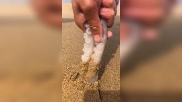 赶海实拍：一来到海边就看到了好货困在沙子里，拔出来就是我的了