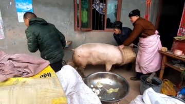 实拍农村杀猪，近300斤的大肥猪肉质一流，城里人有钱都买不着