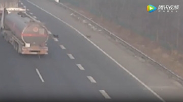 监拍小狗误闯高速惨遭碾压 随后一幕令人泪目