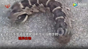 女子意外发现诡异生物 疑似是双头蛇超吓人
