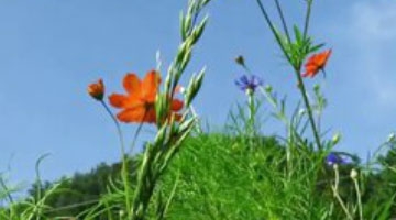 四川第二届森林康养(夏季)年会在广元天曌山开幕