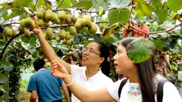 第五届四川昭化紫云猕猴桃采摘节