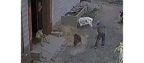【拍客】村民拒拆家门口遭人扔百余条毒蛇