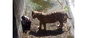 【拍客】实拍印度男学生翻入虎圈遭老虎撕咬现场