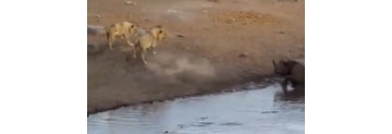 【拍客】怀孕犀牛被困水坑 奋力击退三只饿狮