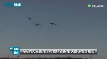 实拍满天大雁遭数十条猎枪猎杀 枪声响起纷纷掉落