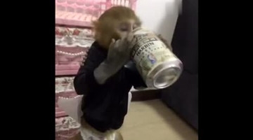 没想到猴子也爱喝啤酒，天下奇闻