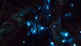 震撼!洞穴星空瑰丽奇景 新西兰绝美萤火虫洞