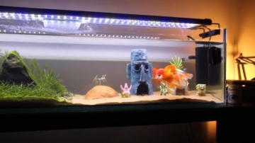 牛人DIY海绵宝宝鱼缸，制作过程简单无比，这脑洞也太大了吧