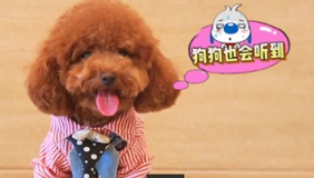 当狗狗遇到这样二货主人