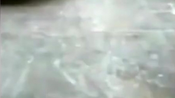 动物世界：实拍眼镜蛇被蜈蚣生吃的全过程，蜈蚣真的是要成精了啊