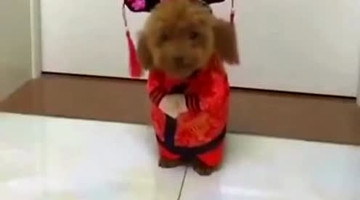 狗狗实力模仿宋小宝