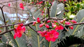 2018年3月四川广元海棠花开