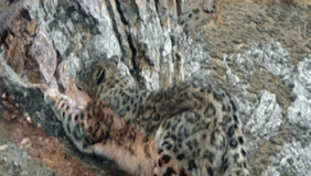 科员人员拍到雪豹交配画面 全球首次披露珍贵画面