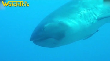 女子海底遇最大嘴鲨鱼 人类仅窥见其真容63次