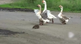 真绅士！三只大鹅张开翅膀护送小刺猬过马路