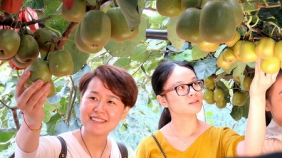 2017年第四届四川昭化紫云猕猴桃采摘节