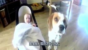 萌宝和爱宠的故事，狗狗会帮妈妈看宝宝了还会给宝宝盖被子，好可爱