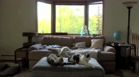 男子家里总传来怪声 摄影机拍下奇怪画面