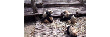 【拍客】熊猫打群架，这场面居然萌到不行