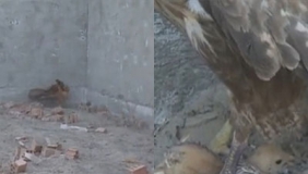 【拍客】老鹰抓小鸡遭母鸡逆袭 被母鸡反扑压身下