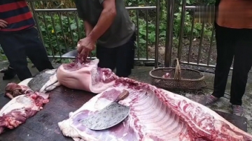 实拍农村杀猪卖肉，养了2年的粮食猪出了450斤肉，这膘肥肉厚看着爽