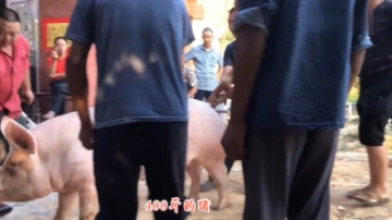 实拍农村杀猪摆酒席，这热闹非凡的大场面，城里人见识过的可不多