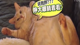 我胖怎么了 吃你家大米啦?