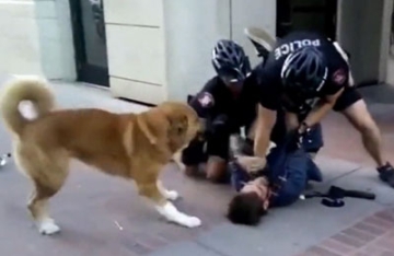 【拍客】男子醉酒闹事被制服 狗狗本能护主感动路人