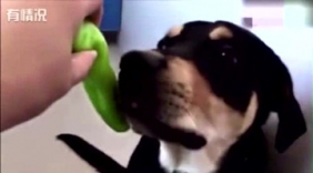 恶搞哈士奇给他吃辣椒，没想到二哈真的上当了