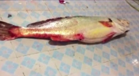 震惊！福建渔民捕到一条天价鱼 价值347万