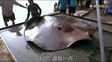 男子钓到175公斤魔鬼鱼 身长超4米