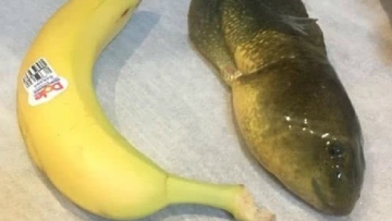 研究人员发现罕见大蝌蚪 身体和香蕉一样长！