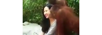 【拍客】实拍美女与红毛猩猩合影遭“按头”强吻