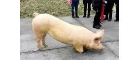 【拍客】实拍一头猪寺院跪拜引围观 主人回应：当晚已上桌